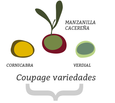 composicion coupage jacoliva aove (manzanilla cacereña + verdial + cornicabra)